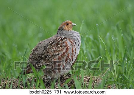 "Partridge (Perdix perdix), standing in a field, Lower Austria, Austria, Europe" View Large Photo Image Stock Image - "Partridge (Perdix perdix), standing in a field, Lower Austria, Austria, Europe". Fotosearch