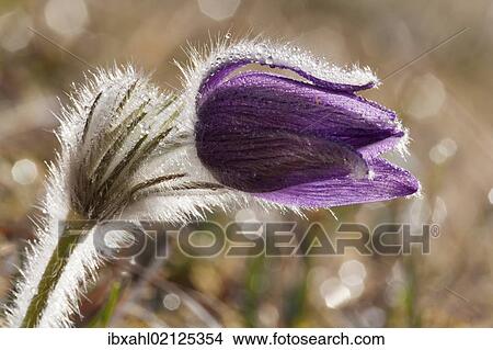 Picture - "Pasque Flower or Dane's Blood (Pulsatilla vulgaris), Ingolstadt, Bavaria, Germany, Europe". Fotosearch