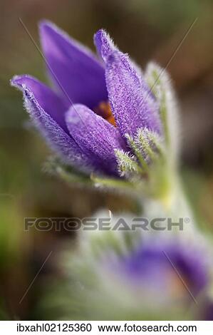 Stock Image - "Pasque Flower or Dane's Blood (Pulsatilla vulgaris), Ingolstadt, Bavaria, Germany, Europe". Fotosearch