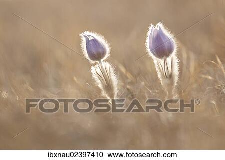 "Pasque Flower or Dane's Blood (Pulsatilla vulgaris), Central Hesse, Hesse, Germany, Europe" View Large Photo Image Stock Image - "Pasque Flower or Dane's Blood (Pulsatilla vulgaris), Central Hesse, Hesse, Germany, Europe". Fotosearch