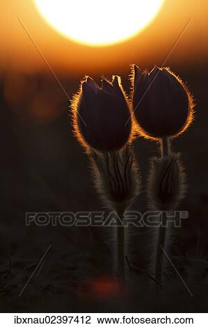 Stock Image - "Pasque Flower or Dane's Blood (Pulsatilla vulgaris), Central Hesse, Hesse, Germany, Europe". Fotosearch
