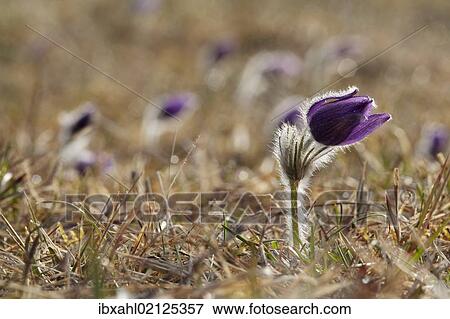 Stock Photo - "Pasque Flower or Dane's Blood (Pulsatilla vulgaris), Ingolstadt, Bavaria, Germany, Europe". Fotosearch