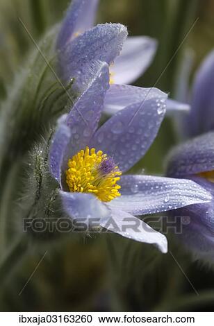"Pasque Flower or Pasqueflower (Pulsatilla vulgaris), flowering, Stuttgart, Baden-Wurttemberg, Germany, Europe" View Large Photo Image Stock Image - "Pasque Flower or Pasqueflower (Pulsatilla vulgaris), flowering, Stuttgart, Baden-Wurttemberg, Germany, Europe". Fotosearch
