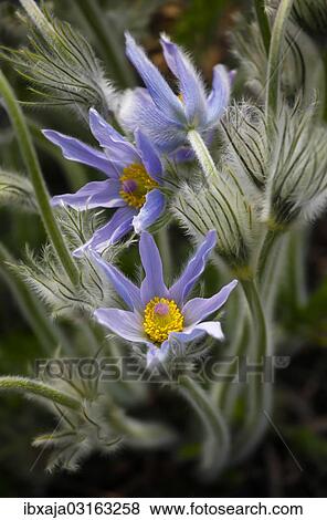 "Pasque Flower or Pasqueflower (Pulsatilla vulgaris), flowering, Stuttgart, Baden-Wurttemberg, Germany, Europe" View Large Photo Image Stock Photo - "Pasque Flower or Pasqueflower (Pulsatilla vulgaris), flowering, Stuttgart, Baden-Wurttemberg, Germany, Europe". Fotosearch