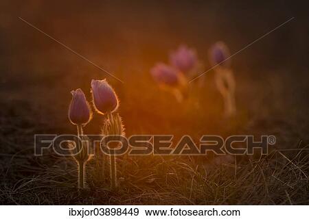 Stock Photo - "Pasque Flower (Pulsatilla vulgaris) in the evening light, Lower Austria, Austria, Europe". Fotosearch