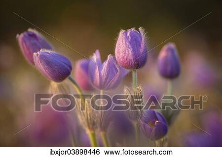 Stock Photograph - "Pasque Flower (Pulsatilla vulgaris) on a meadow, Lower Austria, Austria, Europe". Fotosearch