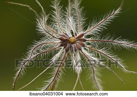 "Pasque Flower (Pulsatilla vulgaris), seed head, South Tyrol, Italy, Europe" View Large Photo Image Picture - "Pasque Flower (Pulsatilla vulgaris), seed head, South Tyrol, Italy, Europe". Fotosearch