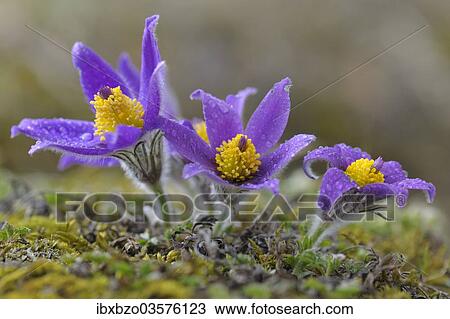 "Pasque Flower (Pulsatilla vulgaris) flowers covered in water drops, Biosphere Reserve Swabian Alb, Baden-Wurttemberg, Germany, Europe" View Large Photo Image Stock Image - "Pasque Flower (Pulsatilla vulgaris) flowers covered in water drops, Biosphere Reserve Swabian Alb, Baden-Wurttemberg, Germany, Europe". Fotosearch