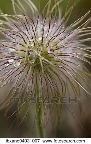 "Pasque Flower (Pulsatilla vulgaris), withered, South Tyrol, Italy, Europe" View Large Photo Image Stock Photo - "Pasque Flower (Pulsatilla vulgaris), withered, South Tyrol, Italy, Europe". Fotosearch