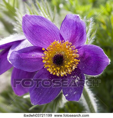 Pasque Flower (Pulsatilla vulgaris) View Large Photo Image Stock Photo - Pasque Flower (Pulsatilla vulgaris). Fotosearch