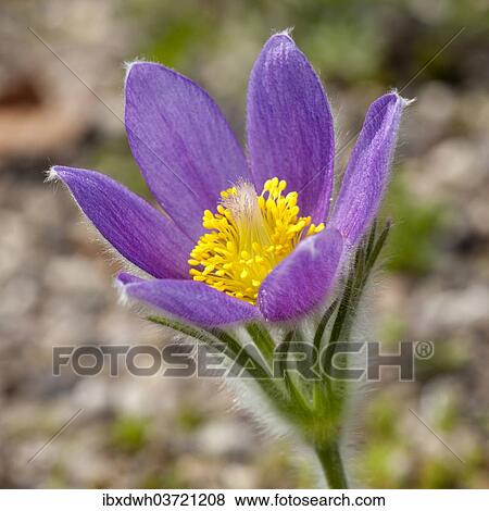 Pasque Flower (Pulsatilla vulgaris) View Large Photo Image Stock Photo - Pasque Flower (Pulsatilla vulgaris). Fotosearch