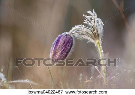 "Pasque flower (Pulsatilla vulgaris), Hesse, Germany, Europe" View Large Photo Image Stock Photo - "Pasque flower (Pulsatilla vulgaris), Hesse, Germany, Europe". Fotosearch