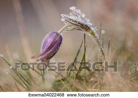 "Pasque flower (Pulsatilla vulgaris), Hesse, Germany, Europe" View Large Photo Image Stock Photo - "Pasque flower (Pulsatilla vulgaris), Hesse, Germany, Europe". Fotosearch