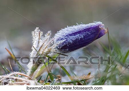 "Pasque flower (Pulsatilla vulgaris), Hesse, Germany, Europe" View Large Photo Image Stock Photo - "Pasque flower (Pulsatilla vulgaris), Hesse, Germany, Europe". Fotosearch