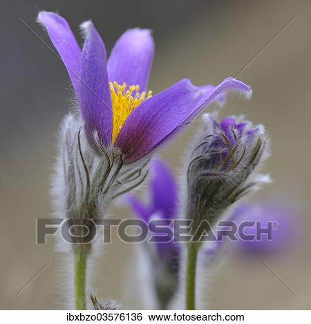 "Pasque Flower (Pulsatilla vulgaris), group of flowers, Biosphere Reserve Swabian Alb, Baden-Wurttemberg, Germany, Europe" View Large Photo Image Stock Photograph - "Pasque Flower (Pulsatilla vulgaris), group of flowers, Biosphere Reserve Swabian Alb, Baden-Wurttemberg, Germany, Europe". Fotosearch