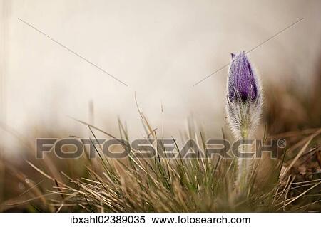 "Pasque flower (Pulsatilla vulgaris), Ingolstadt, Bavaria, Germany, Europe" View Large Photo Image Stock Photography - "Pasque flower (Pulsatilla vulgaris), Ingolstadt, Bavaria, Germany, Europe". Fotosearch