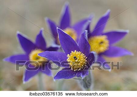 "Pasque Flower (Pulsatilla vulgaris), group of flowers, Biosphere Reserve Swabian Alb, Baden-Wurttemberg, Germany, Europe" View Large Photo Image Stock Photography - "Pasque Flower (Pulsatilla vulgaris), group of flowers, Biosphere Reserve Swabian Alb, Baden-Wurttemberg, Germany, Europe". Fotosearch