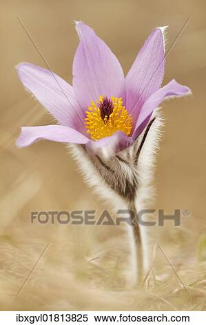 Pasque Flower (Pulsatilla vulgaris) View Large Photo Image Stock Photography - Pasque Flower (Pulsatilla vulgaris). Fotosearch