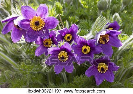 Pasque Flowers (Pulsatilla vulgaris) View Large Photo Image Stock Photo - Pasque Flowers (Pulsatilla vulgaris). Fotosearch