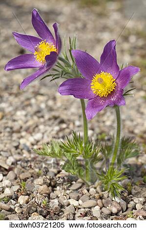 Pasque Flowers (Pulsatilla vulgaris) View Large Photo Image Stock Photography - Pasque Flowers (Pulsatilla vulgaris). Fotosearch