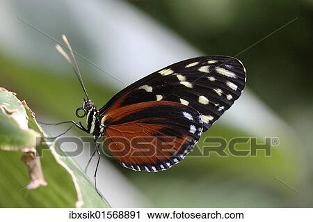 Passion Flower Butterfly (Heliconius hecale Zuleika) View Large Photo Image Stock Image - Passion Flower Butterfly (Heliconius hecale Zuleika). Fotosearch