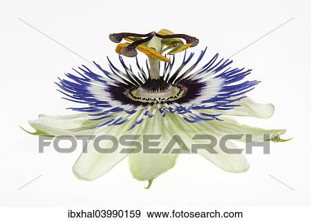Passion Flower (Passiflora) View Large Photo Image Stock Photo - Passion Flower (Passiflora). Fotosearch
