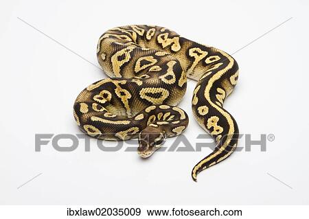 "Pastel Phantom Yellow Belly Ball Python or Royal Python (Python regius), female" View Large Photo Image Stock Photo - "Pastel Phantom Yellow Belly Ball Python or Royal Python (Python regius), female". Fotosearch