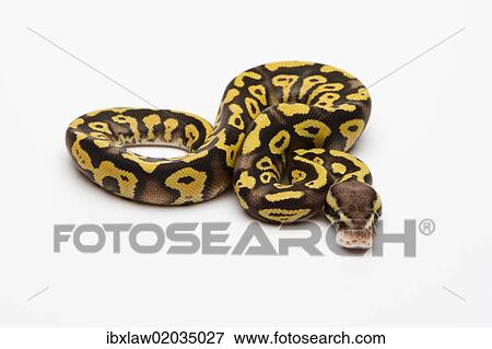 Stock Photo - "Pastel Phantom Yellow Belly Ball Python or Royal Python (Python regius), male". Fotosearch