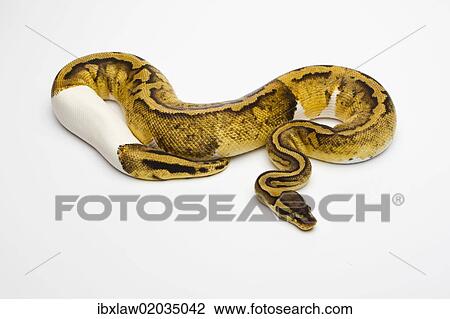 Stock Image - "Pastel Piebald Ball Python or Royal Python (Python regius), female". Fotosearch