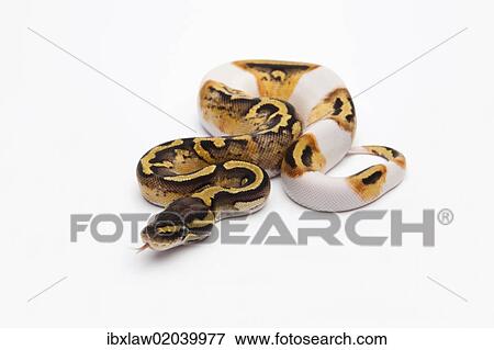 "Pastel Piebald Ball Python or Royal Python (Python regius), female" View Large Photo Image Stock Photo - "Pastel Piebald Ball Python or Royal Python (Python regius), female". Fotosearch