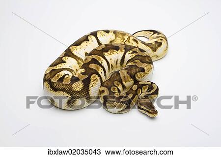 Stock Image - "Pastel Sugar Ball Python or Royal Python (Python regius), female". Fotosearch