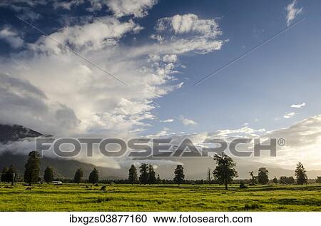 "Pasture against the Southern Alps, Fox, South Island, New Zealand, Oceania" View Large Photo Image Stock Image - "Pasture against the Southern Alps, Fox, South Island, New Zealand, Oceania". Fotosearch