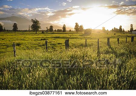 "Pasture at sunset, South Island, New Zealand, Oceania" View Large Photo Image Stock Image - "Pasture at sunset, South Island, New Zealand, Oceania". Fotosearch