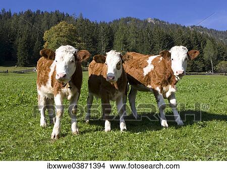 "Pasture, calves, Alpbach valley, Alpbach, Tyrol, Austria, Europe" View Large Photo Image Picture - "Pasture, calves, Alpbach valley, Alpbach, Tyrol, Austria, Europe". Fotosearch