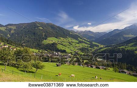 "Pasture, cows, Kitzbuhel Alps, Alpbach valley, Alpbach, Tyrol, Austria, Europe" View Large Photo Image Stock Photo - "Pasture, cows, Kitzbuhel Alps, Alpbach valley, Alpbach, Tyrol, Austria, Europe". Fotosearch