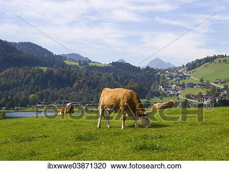 "Pasture, cows, Thiersee, Vorderthiersee, Tyrol, Austria, Europe" View Large Photo Image Stock Image - "Pasture, cows, Thiersee, Vorderthiersee, Tyrol, Austria, Europe". Fotosearch