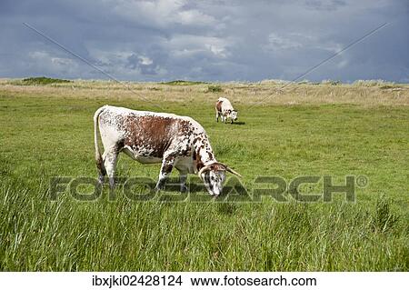 "Pasture in the salt marsh nature reserve, Hohwacht Bay, Behrensdorf, Schleswig-Holstein, Germany, Europe" View Large Photo Image Picture - "Pasture in the salt marsh nature reserve, Hohwacht Bay, Behrensdorf, Schleswig-Holstein, Germany, Europe". Fotosearch