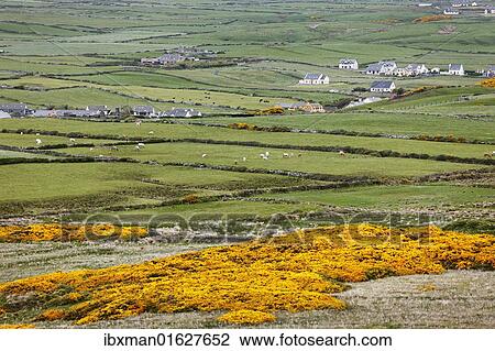 "Pasture land around Doolin, Burren, County Clare, Ireland, Europe" View Large Photo Image Stock Image - "Pasture land around Doolin, Burren, County Clare, Ireland, Europe". Fotosearch