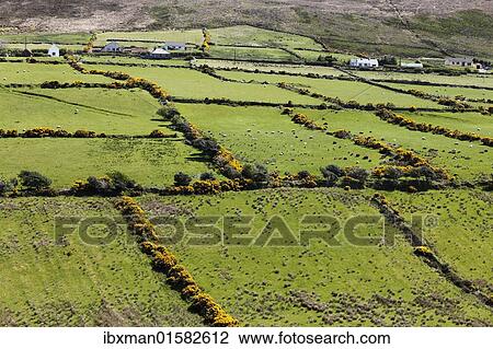 "Pasture landscape with hedges, Dingle Peninsula, County Kerry, Ireland, British Isles, Europe" View Large Photo Image Stock Image - "Pasture landscape with hedges, Dingle Peninsula, County Kerry, Ireland, British Isles, Europe". Fotosearch
