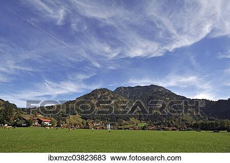 "Pasture with cows in front of Bad Oberdorf, Bad Hindelang, Oberallgau, Bavaria, Germany, Europe" View Large Photo Image Stock Image - "Pasture with cows in front of Bad Oberdorf, Bad Hindelang, Oberallgau, Bavaria, Germany, Europe". Fotosearch