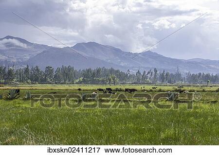 "Pastures of the farm of La Collpa, Cajamarca, Peru, South America" View Large Photo Image Stock Photo - "Pastures of the farm of La Collpa, Cajamarca, Peru, South America". Fotosearch