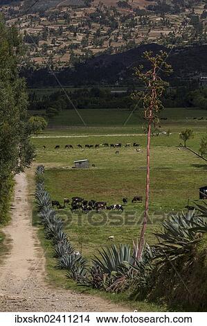 "Pastures with a cactus fence, Llacanora, Cajamarca, Peru, South America" View Large Photo Image Picture - "Pastures with a cactus fence, Llacanora, Cajamarca, Peru, South America". Fotosearch