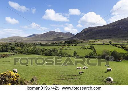 "Pastures with grazing sheep, Mourne Mountains, County Down, Northern Ireland, Ireland, Great Britain, Europe" View Large Photo Image Stock Photography - "Pastures with grazing sheep, Mourne Mountains, County Down, Northern Ireland, Ireland, Great Britain, Europe". Fotosearch