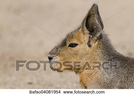 "Patagonian mara (Dolichotis patagonum), native to Argentina, captive, Thuringia, Germany, Europe" View Large Photo Image Picture - "Patagonian mara (Dolichotis patagonum), native to Argentina, captive, Thuringia, Germany, Europe". Fotosearch