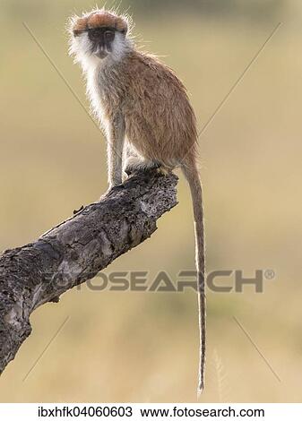 "Patas Monkey (Erythrocebus patas), Murchinson Falls National Park, Uganda, Africa" View Large Photo Image Stock Image - "Patas Monkey (Erythrocebus patas), Murchinson Falls National Park, Uganda, Africa". Fotosearch