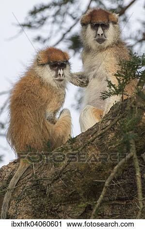 Stock Image - "Patas Monkeys (Erythrocebus patas), Murchinson Falls National Park, Uganda, Africa". Fotosearch