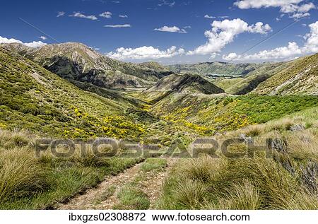 "Path across the hills, Craigieburn Range, Porters Pass, Canterbury, South Island, New Zealand, Oceania" View Large Photo Image Stock Image - "Path across the hills, Craigieburn Range, Porters Pass, Canterbury, South Island, New Zealand, Oceania". Fotosearch