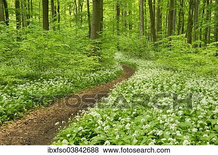 "Path in a spring forest, flowering Wild Garlic or Ramsons (Allium ursinum), Hainich National Park, Thuringia, Germany, Europe" View Large Photo Image Stock Photo - "Path in a spring forest, flowering Wild Garlic or Ramsons (Allium ursinum), Hainich National Park, Thuringia, Germany, Europe". Fotosearch