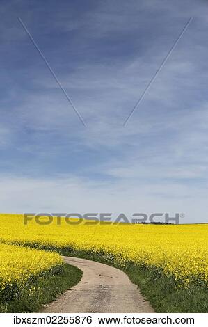 "Path through a field of rape, Black Forest, Baden-Wuerttemberg, Germany, Europe" View Large Photo Image Stock Photograph - "Path through a field of rape, Black Forest, Baden-Wuerttemberg, Germany, Europe". Fotosearch