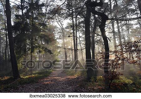 "Path through a misty mixed forest in autumn, Weinbiet, Neustadt an der Weinstrasse, Baden-Wurttemberg, Germany, Europe" View Large Photo Image Stock Photo - "Path through a misty mixed forest in autumn, Weinbiet, Neustadt an der Weinstrasse, Baden-Wurttemberg, Germany, Europe". Fotosearch